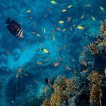 Navigating the Depths of Scuba Diving with Wisdom and Caution