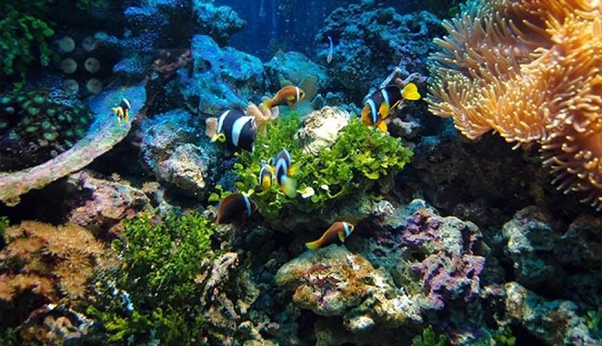 The Best Scuba Diving Sites in Hurghada