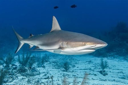 Tiger Shark of Hurghada’s Depths