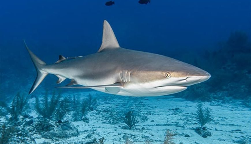 Tiger Shark of Hurghada’s Depths